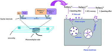 Graphical abstract: Electrochemiluminescence analysis of folate receptors on cell membrane with on-chip bipolar electrode