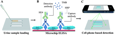 Graphical abstract: Integration of cell phone imaging with microchip ELISA to detect ovarian cancer HE4 biomarker in urine at the point-of-care