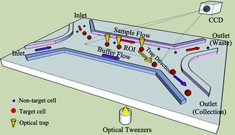 Graphical abstract: Enhanced cell sorting and manipulation with combined optical tweezer and microfluidic chip technologies