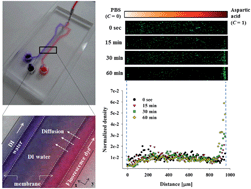 Graphical abstract: Quantitatively controlled in situ formation of hydrogel membranes in microchannels for generation of stable chemical gradients