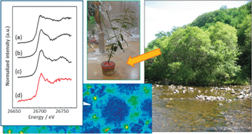 Graphical abstract: Assessment of willow (Salix sp.) as a woody heavy metal accumulator: field survey and in vivo X-ray analyses