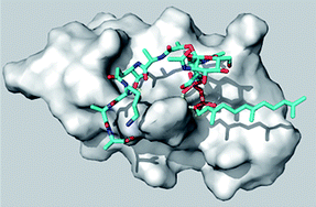 Graphical abstract: Antibiotic activities of host defense peptides: more to it than lipid bilayer perturbation