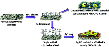 Graphical abstract: Silver nanoparticle studded porous polyethylene scaffolds: bacteria struggle to grow on them while mammalian cells thrive