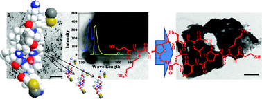 Graphical abstract: Towards the synthesis of sugar amino acid containing antimicrobial noncytotoxic CAP conjugates with gold nanoparticles and a mechanistic study of cell disruption