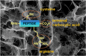 Graphical abstract: Designing neutral metallophilic hydrogels from di- and tripeptides