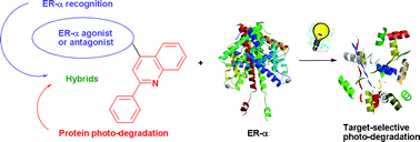 Graphical abstract: Molecular design, chemical synthesis, and biological evaluation of agents that selectively photo-degrade the transcription factor estrogen receptor-α