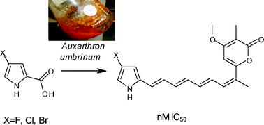 Graphical abstract: Production of anticancer polyenes through precursor-directed biosynthesis