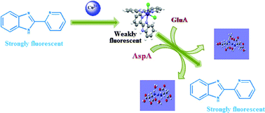 Graphical abstract: 2-(2-Pyridyl) benzimidazole based Co(ii) complex as an efficient fluorescent probe for trace level determination of aspartic and glutamic acid in aqueous solution: A displacement approach