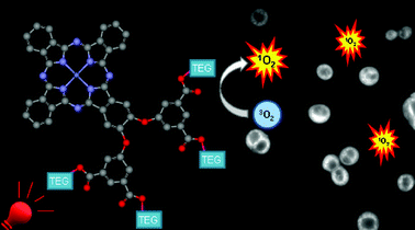 Graphical abstract: Facile synthesis of pegylated zinc(ii) phthalocyaninesvia transesterification and their in vitro photodynamic activities