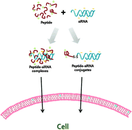 Graphical abstract: Complexation and conjugation approaches to evaluate siRNA delivery using cationic, hydrophobic and amphiphilic peptides