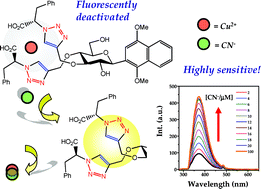 Graphical abstract: Discovery of a sensitive Cu(ii)-cyanide “off–on” sensor based on new C-glycosyl triazolyl bis-amino acid scaffold