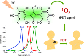 Graphical abstract: Squaraine dyes in PDT: from basic design to in vivo demonstration