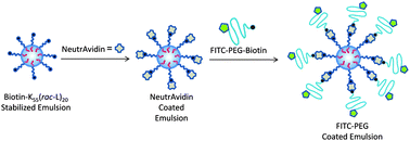 Graphical abstract: Functionalized nanoscale through microscale polypeptide stabilized emulsions for display of biomolecules