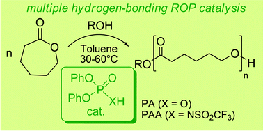 Graphical abstract: Phosphoric and phosphoramidic acids as bifunctional catalysts for the ring-opening polymerization of ε-caprolactone: a combined experimental and theoretical study
