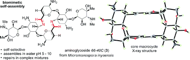 Graphical abstract: Structural and kinetic study of self-assembling macrocyclic dimer natural product aminoglycoside66-40C and unnatural variants