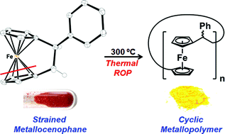 Graphical abstract: An iron-cyclopentadienyl bond cleavage mechanism for the thermal ring-opening polymerization of dicarba[2]ferrocenophanes