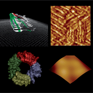 Graphical abstract: Polymorphism of amyloid β peptide in different environments: implications for membrane insertion and pore formation