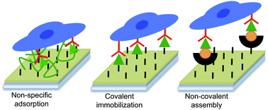 Graphical abstract: Chemically well-defined self-assembled monolayers for cell culture: toward mimicking the natural ECM