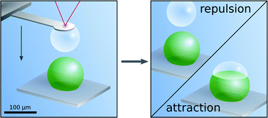 Graphical abstract: Homo- and hetero-interactions between air bubbles and oil droplets measured by atomic force microscopy