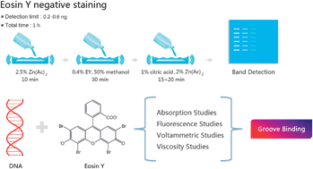 Graphical abstract: Negative visualization of DNA in agarose gel by eosin Y and its related mechanism