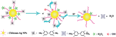 Graphical abstract: Peroxidase-like activity of chitosan stabilized silver nanoparticles for visual and colorimetric detection of glucose
