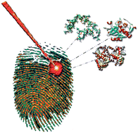 Graphical abstract: Direct detection of peptides and small proteins in fingermarks and determination of sex by MALDI mass spectrometry profiling