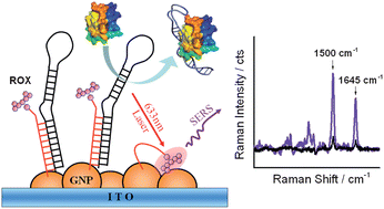 Graphical abstract: Aptasensor based on triplex switch for SERS detection of cytochrome c