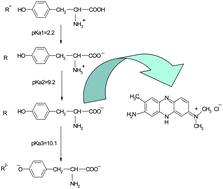 Graphical abstract: A novel method for tyrosine assessment in vitro by using fluorescence enhancement of the ion-pair tyrosine-neutral red dye photo probe