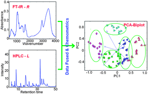 Graphical abstract: Discrimination of Radix Paeoniae varieties on the basis of their geographical origin by a novel method combining high-performance liquid chromatography and Fourier transform infrared spectroscopy measurements