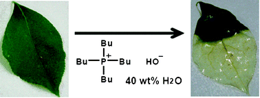 Graphical abstract: Fast and facile dissolution of cellulose with tetrabutylphosphonium hydroxide containing 40 wt% water