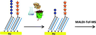 Graphical abstract: A surface-based mass spectrometry method for screening glycosidase specificity in environmental samples