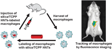 Graphical abstract: Silica–porphyrin hybrid nanotubes for in vivo cell tracking by near-infrared fluorescence imaging