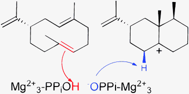 Graphical abstract: The role of aristolochene synthase in diphosphate activation