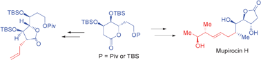 Graphical abstract: γ-lactones from δ-lactones: total synthesis of the biosynthetic derailment product mupirocin H