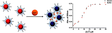 Graphical abstract: A bi-ligand co-functionalized gold nanoparticles-based calcium ion probe and its application to the detection of calcium ions in serum