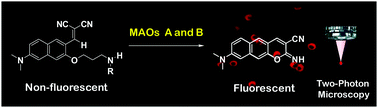 Graphical abstract: Reaction-based two-photon probes for in vitro analysis and cellular imaging of monoamine oxidase activity