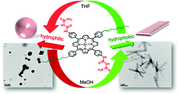 Graphical abstract: In situ reversible conversion of porphyrin aggregate morphology