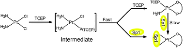 Graphical abstract: Tris-(2-carboxyethyl) phosphine significantly promotes the reaction of cisplatin with Sp1 zinc finger protein