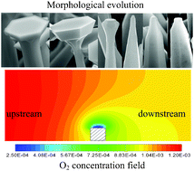 Graphical abstract: Morphological evolution of ZnO nanostructures: experimental and preliminary simulation studies