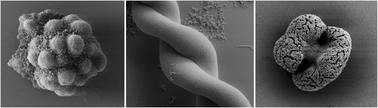 Graphical abstract: Effect of bulk pH and supersaturation on the growth behavior of silica biomorphs in alkaline solutions