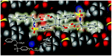 Graphical abstract: Solid-state photodimerization reactions of racemic and homochiral phenylalanine sulfonamidecinnamic acids