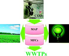 Graphical abstract: Nutrient removal and energy production in a urine treatment process using magnesium ammonium phosphate precipitation and a microbial fuel cell technique