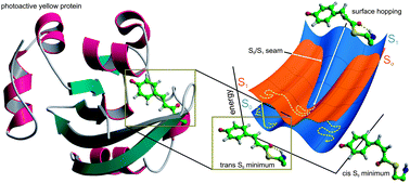 Graphical abstract: Photochemical reactions in biological systems: probing the effect of the environment by means of hybrid quantum chemistry/molecular mechanics simulations