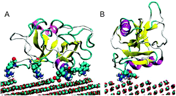 Graphical abstract: Protein binding on stepped calcite surfaces: simulations of ovocleidin-17 on calcite {31.16} and {31.8}