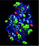 Graphical abstract: Characteristics of hydration water around hen egg lysozyme as the protein model in aqueous solution. FTIR spectroscopy and molecular dynamics simulation