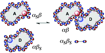 Graphical abstract: Molecular probes of solvation phenomena