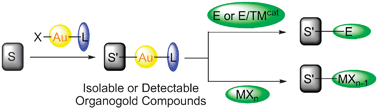 Graphical abstract: Recent advances in the isolation and reactivity of organogold complexes
