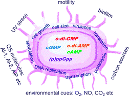 Graphical abstract: Nucleotide, c-di-GMP, c-di-AMP, cGMP, cAMP, (p)ppGpp signaling in bacteria and implications in pathogenesis