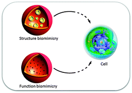 Graphical abstract: Multicompartmentalized polymeric systems: towards biomimetic cellular structure and function