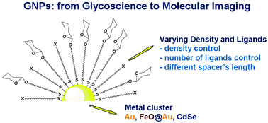 Graphical abstract: Glyconanoparticles as multifunctional and multimodal carbohydrate systems